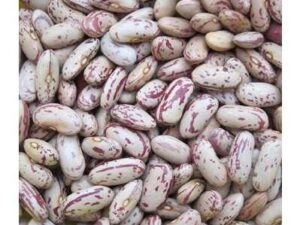 Light speckled kidney bean for sale1