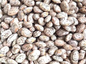 Pinto Beans Supplier